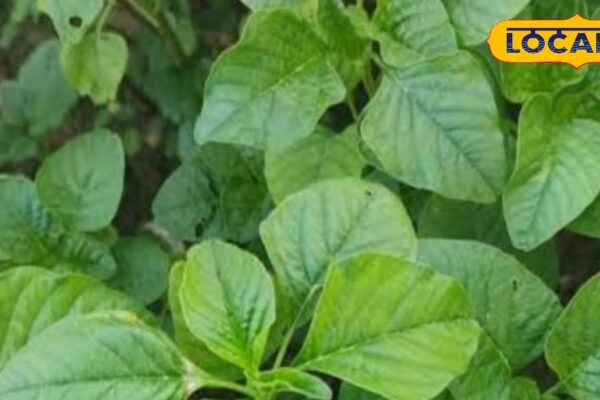 Try this greens instead of mustard spinach …. which is effective in leucorrhea, teeth, dysentery, diarrhea and cough, know benefits – uttar pradesh news