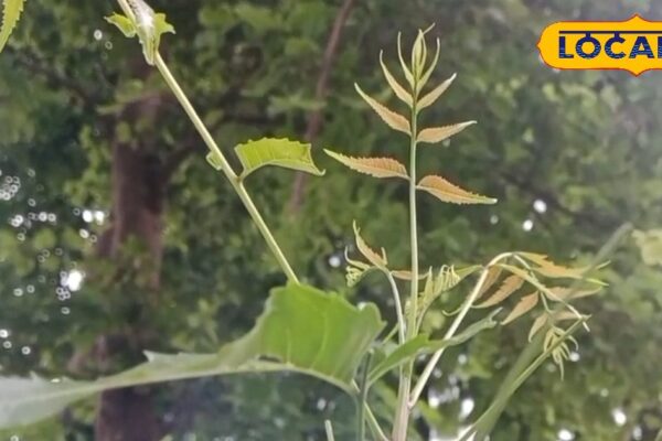 This tree is a natural treasure of health, miraculous benefits from digestion to skin