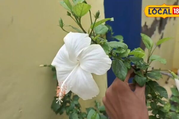 White Hibiscus Benefits: Best Natural Remedy for Skin, Hair & Imunity in 2025 – Uttar Pradesh News