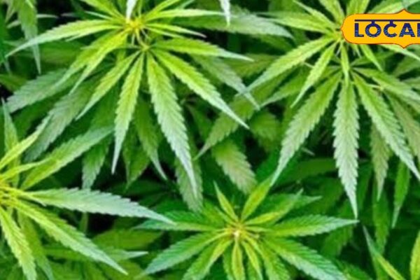 This plant is a partner of health, not intoxication… Know the tremendous benefits of increasing pain and increasing immunity – uttar pradesh news