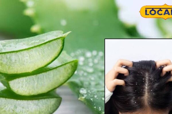 Troubled by dry skin and Dal hair? Get 100% glow from aloe vera, strengthening of face glow will return in a few days – Chhattisgarh News