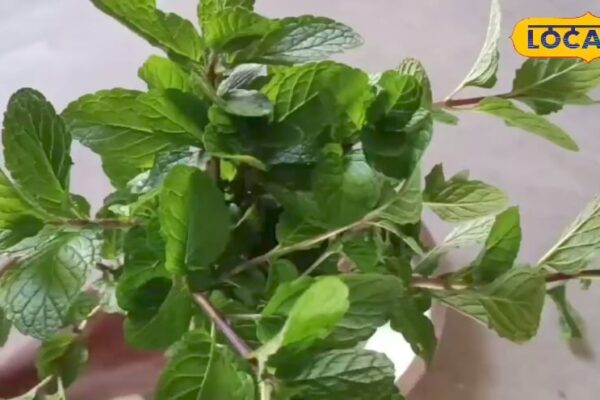 These green leaves are very beneficial for health, panacea for these diseases, know the benefits from the doctor