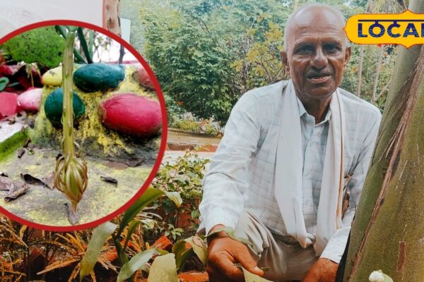 These flowers born with tears of Brahma, opening the vault of luck, Ayurvedic qualities with religious belief
