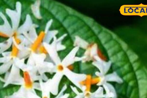 Drinking Decocation of Parijat Leaves Cures Knee Pain – Himachal Pradesh