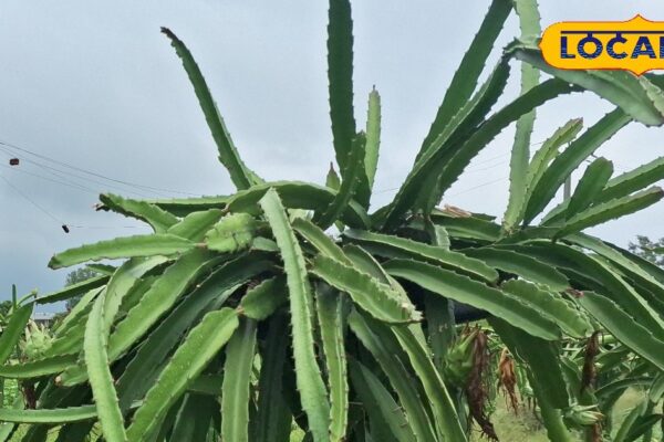 Put this special fruit in place of flower in pot at home, know its countless benefits