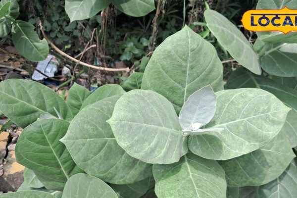 Vomiting or increased sugar comes in the journey … These leaves will provide relief in one day, this treatment of free for centuries