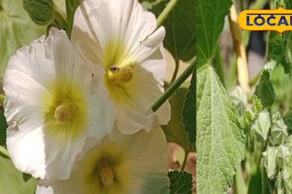 This plant for pain, swelling and skin disease, ends up quickly, is always a holiday – uttar pradesh news