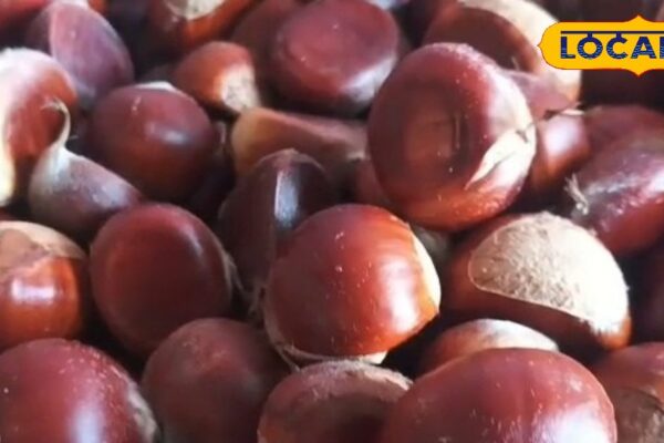 This simple seed of inaccessible mountains … will make cashew-almond holiday! Diabetes will quickly dismantle – uttarakhand news