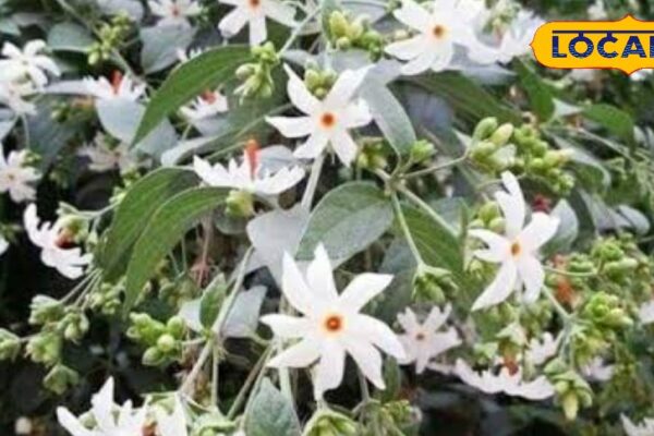 This plant known as ‘Night Queen’ is beneficial for health, learn how to use a doctor