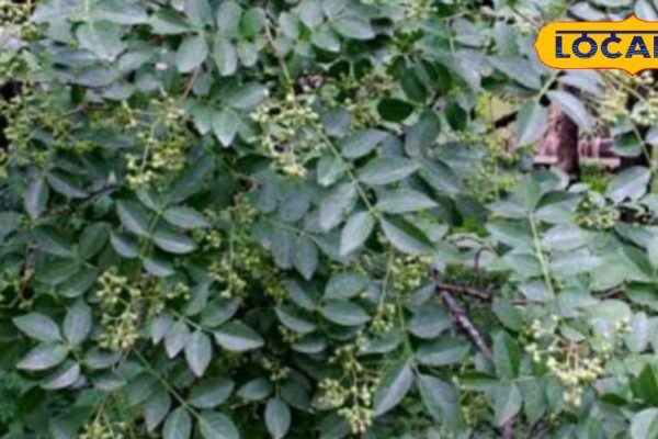 Mouth diseases, paralysis, diarrhea and arthritis ….. This drug gives relief from every problem, comfort will be found in a pinch – uttar pradesh news