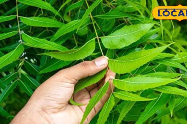 Neem Leaves: From immunity to Twitter … will see amazing change in health, eat these small leaves in the morning – Chhattisgarh News