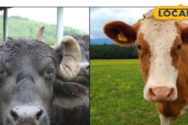 Cow or buffalo milk: Who is better for health? Opinion of experts
