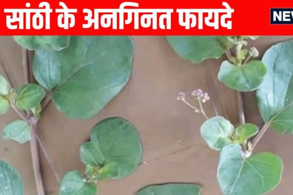 SANTHI SURPRIing Health Benefits: Santhi is a natural medicine in a natural medicine, liver and diabetes