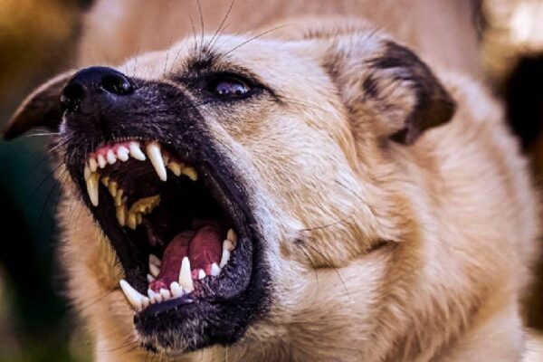 Which dogs bite the most? How to identify? These are guidelines which dogs bite most dog bite prevention tips in hindi