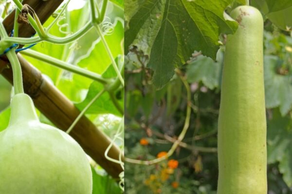 PHOTOS: Who is the best for health in long and round gourd? 90% of people are confused, know the correct answer from experts …