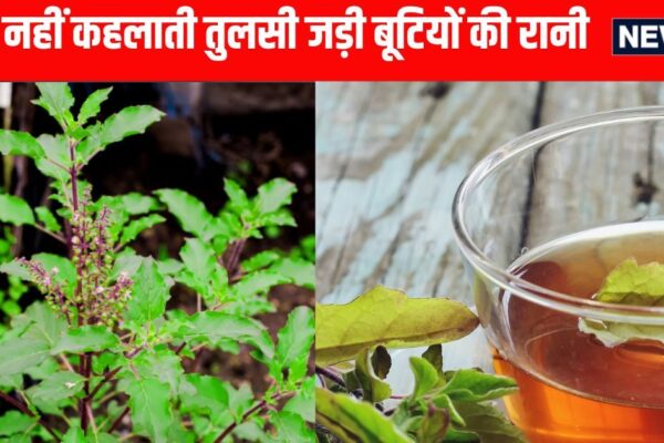 Tulsi Ke Fayde: Health Benefits and Medicinal Properties of Tulsi Consumption