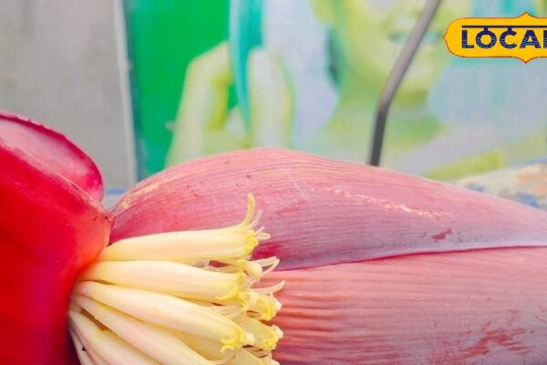 Kela Phool Sabji: Nature’s gift is banana flower vegetable, body will be fit in every season, know recipe – Bihar News