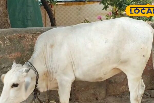 The danger in monsoon increased … Deadly diseases spreading from animals to humans! Learn ways of rescue