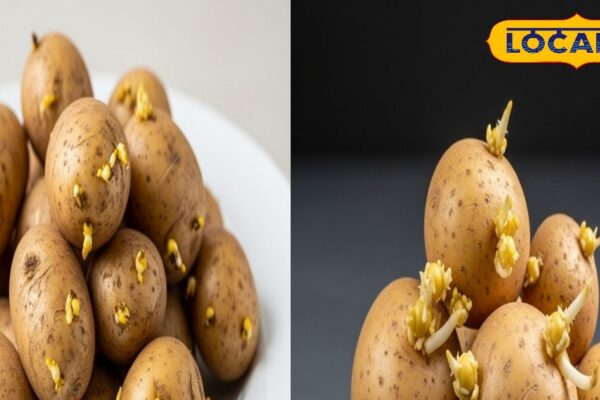 Attention Somewhere you do not eat sprouted potatoes, know the truth before being late