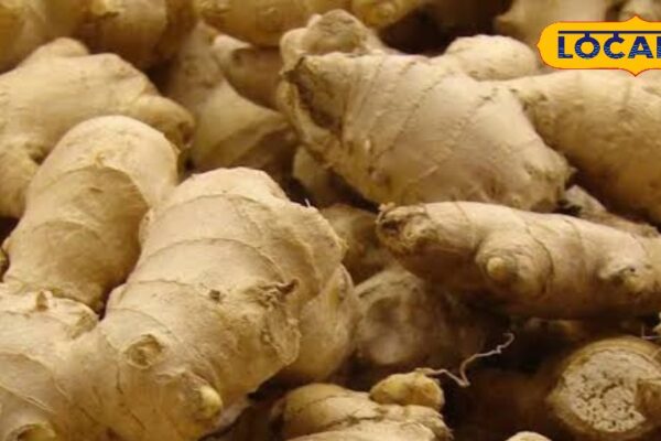 Ginger is the time for these 5 diseases, its benefits are more valuable than diamonds and pearls – Uttar Pradesh News